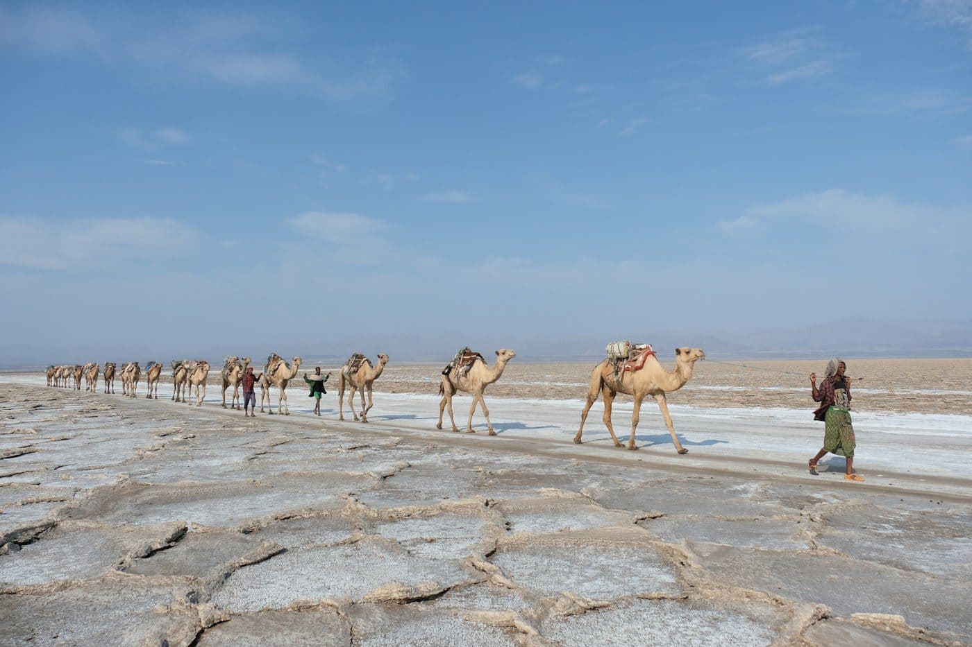Camels crossing the Danakil