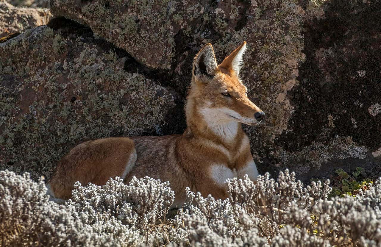 An Ethiopian wolf resting among silvery helichrysum shrubs on the Sanetti Plateau