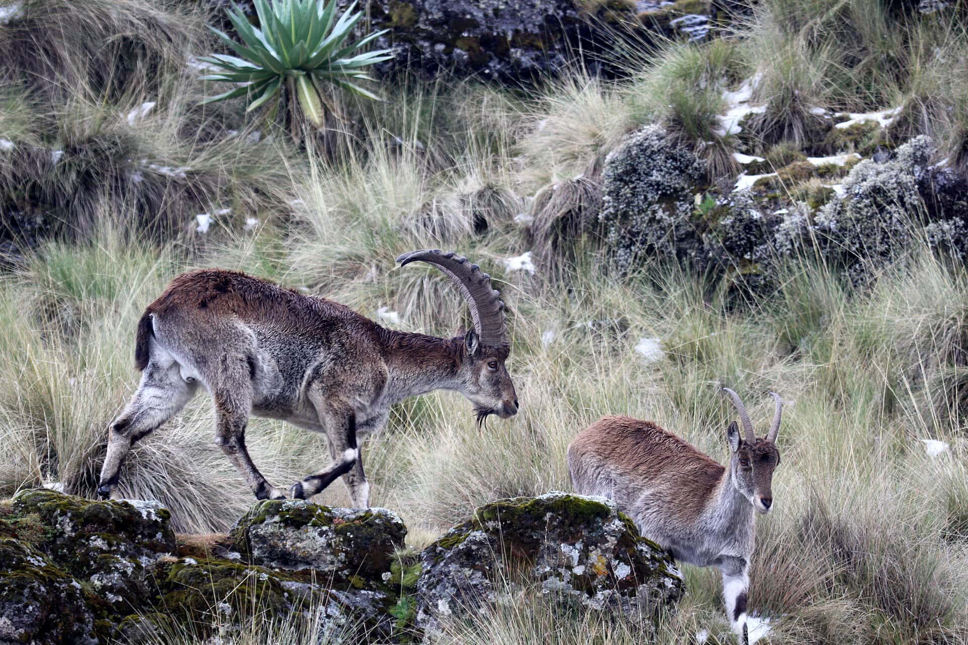 Male and female walia ibex on a rocky slope, Simien Mountains