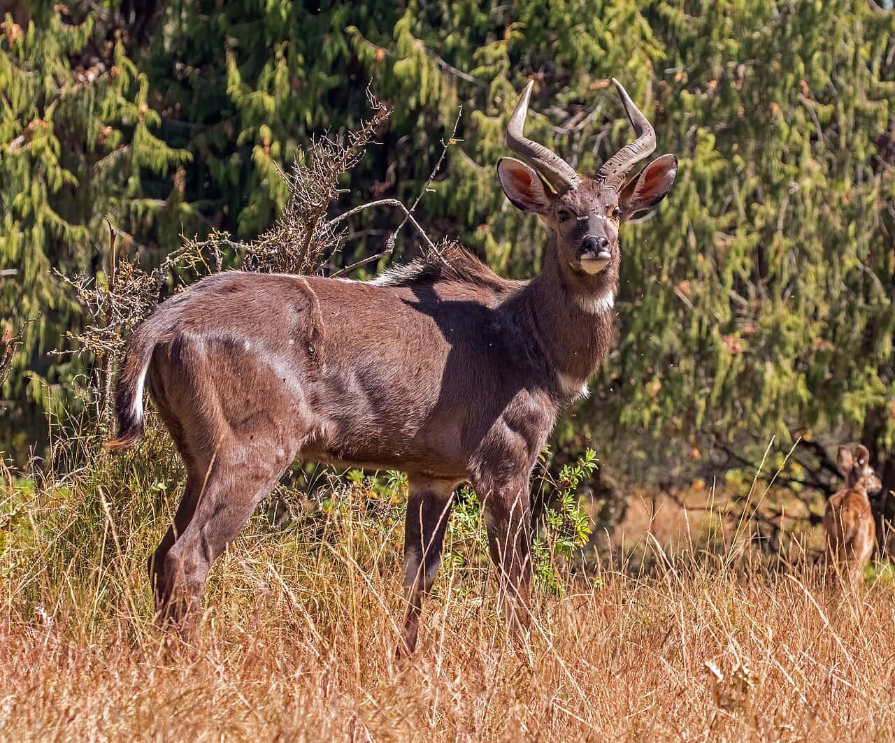 A male mountain nyala with spiral horns standing in grass, Bale Mountains National Park