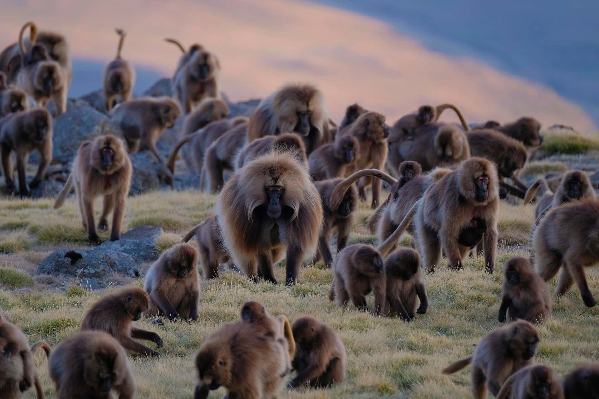 Troop of gelada monkeys at sunset near Geech, Simien Mountains