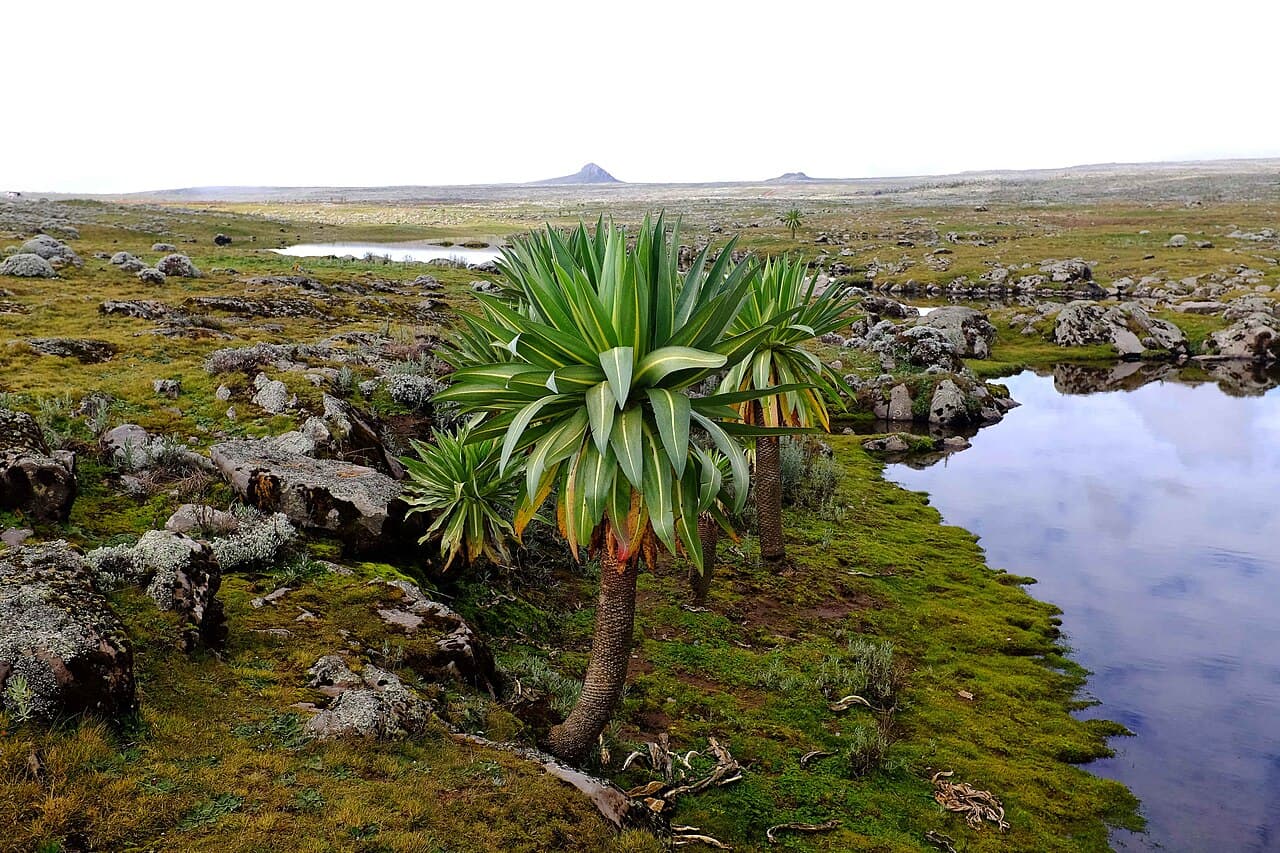 Giant lobelia beside a small lake among rocks and moorland on the Sanetti Plateau