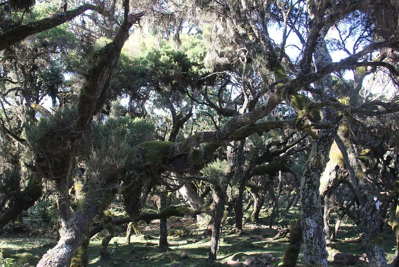 Twisted, lichen-covered trees in the Harenna Forest, Bale Mountains